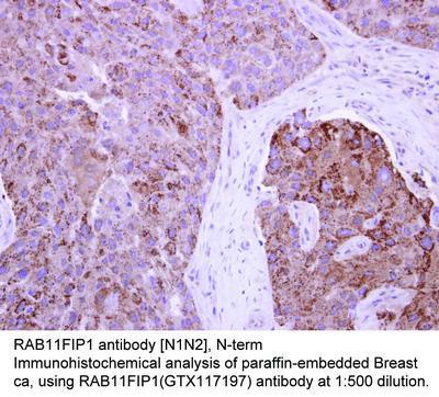 RAB11FIP1 antibody [N1N2], N-term, GeneTex