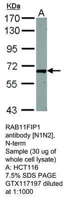 RAB11FIP1 antibody [N1N2], N-term, GeneTex