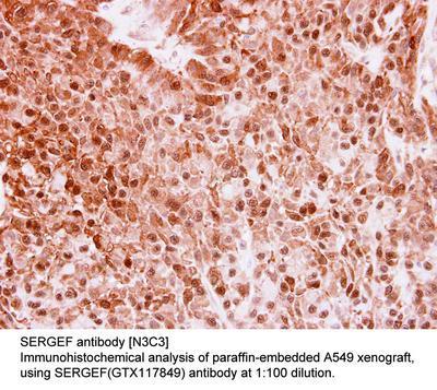 SERGEF antibody [N3C3], GeneTex