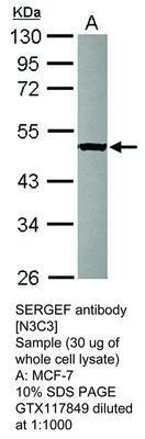 SERGEF antibody [N3C3], GeneTex