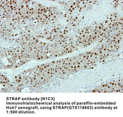 STRAP antibody [N1C3], GeneTex