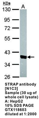 STRAP antibody [N1C3], GeneTex