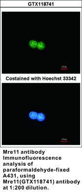 Mre11 antibody - 100µl, GeneTex