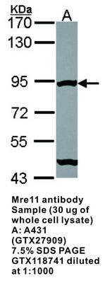 Mre11 antibody - 100µl, GeneTex