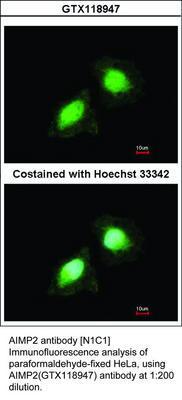 AIMP2 antibody [N1C1], GeneTex