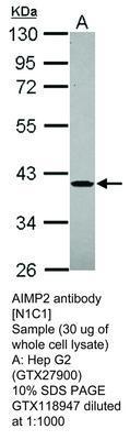 AIMP2 antibody [N1C1], GeneTex