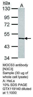 MOCS3 antibody [N3C3], GeneTex