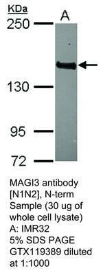 MAGI3 antibody [N1N2], N-term, GeneTex