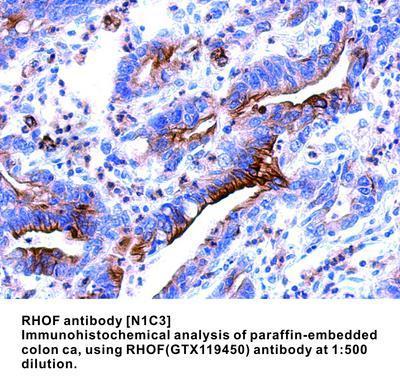 RHOF antibody [N1C3], GeneTex