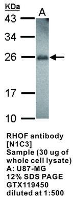 RHOF antibody [N1C3], GeneTex