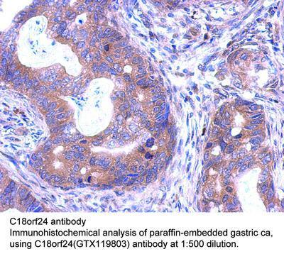 C18orf24 antibody, GeneTex