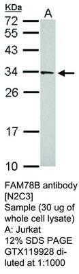 FAM78B antibody [N2C3], GeneTex