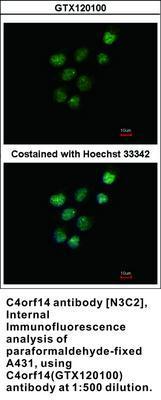 C4orf14 antibody [N3C2], Internal, GeneTex