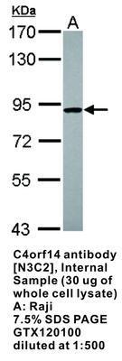 C4orf14 antibody [N3C2], Internal, GeneTex