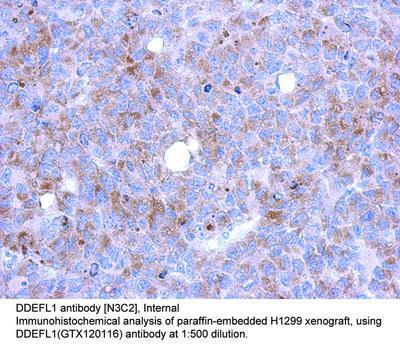 DDEFL1 antibody [N3C2], Internal, GeneTex