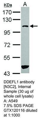 DDEFL1 antibody [N3C2], Internal, GeneTex