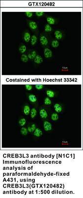 CREB3L3 antibody [N1C1], GeneTex