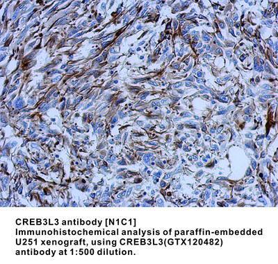 CREB3L3 antibody [N1C1], GeneTex