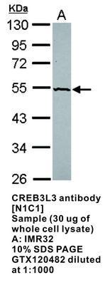 CREB3L3 antibody [N1C1], GeneTex