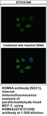 KDM6A antibody [N2C1], Internal, GeneTex