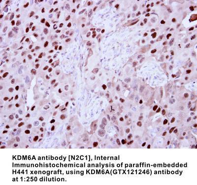 KDM6A antibody [N2C1], Internal, GeneTex