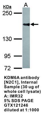 KDM6A antibody [N2C1], Internal, GeneTex