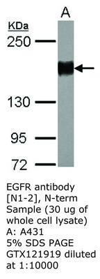 EGFR antibody [N1-2], N-term, GeneTex