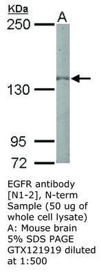 EGFR antibody [N1-2], N-term, GeneTex