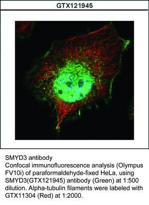 SMYD3 antibody, GeneTex