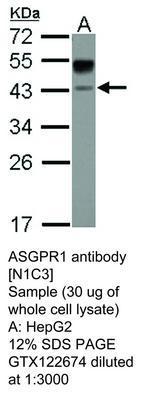 ASGPR1 antibody [N1C3], GeneTex