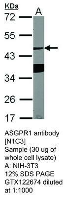 ASGPR1 antibody [N1C3], GeneTex