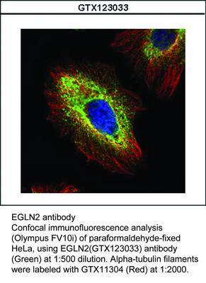 EGLN2 antibody, GeneTex