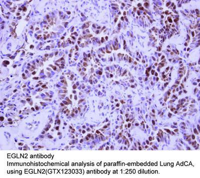 EGLN2 antibody, GeneTex