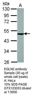 EGLN2 antibody, GeneTex