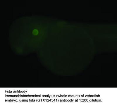 Fsta antibody, GeneTex