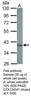 Fsta antibody, GeneTex