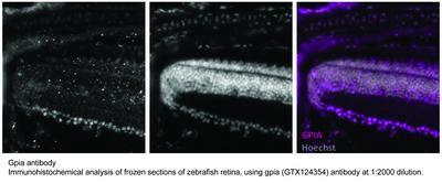 Gpia antibody, GeneTex