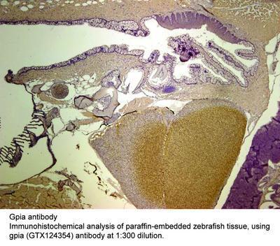 Gpia antibody, GeneTex