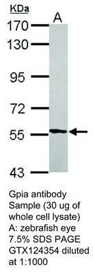 Gpia antibody, GeneTex