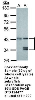 Sox2 antibody - 50µl, GeneTex