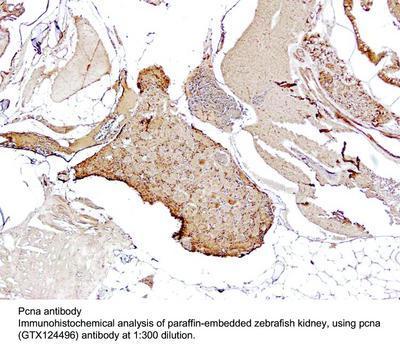 Pcna antibody - 50µl, GeneTex