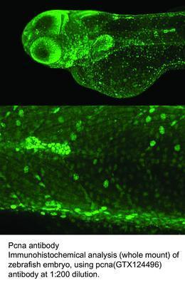 Pcna antibody - 50µl, GeneTex