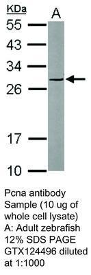 Pcna antibody - 50µl, GeneTex