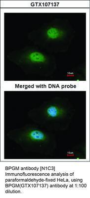 BPGM antibody [N1C3], GeneTex