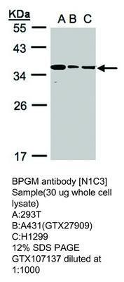 BPGM antibody [N1C3], GeneTex