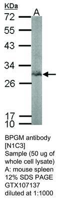 BPGM antibody [N1C3], GeneTex