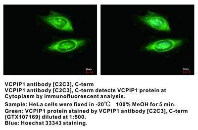 VCPIP1 antibody [C2C3], C-term, GeneTex