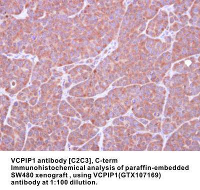 VCPIP1 antibody [C2C3], C-term, GeneTex