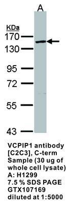 VCPIP1 antibody [C2C3], C-term, GeneTex