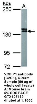 VCPIP1 antibody [C2C3], C-term, GeneTex